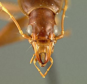 Media type: image;   Entomology 19515 Aspect: head dorsal view